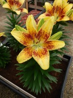 [5044 Tiny Nugget No01.JPG]